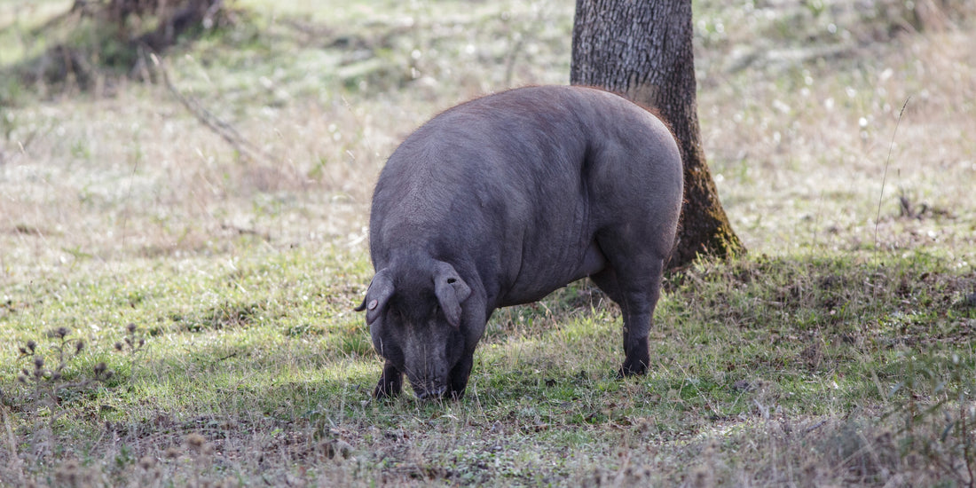 ¿Por qué se llama jamón de pata negra? Enrique Tomás