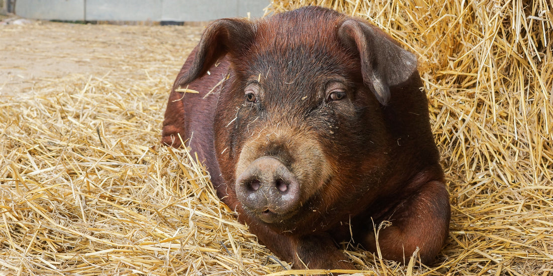 caracteristicas del jamon duroc