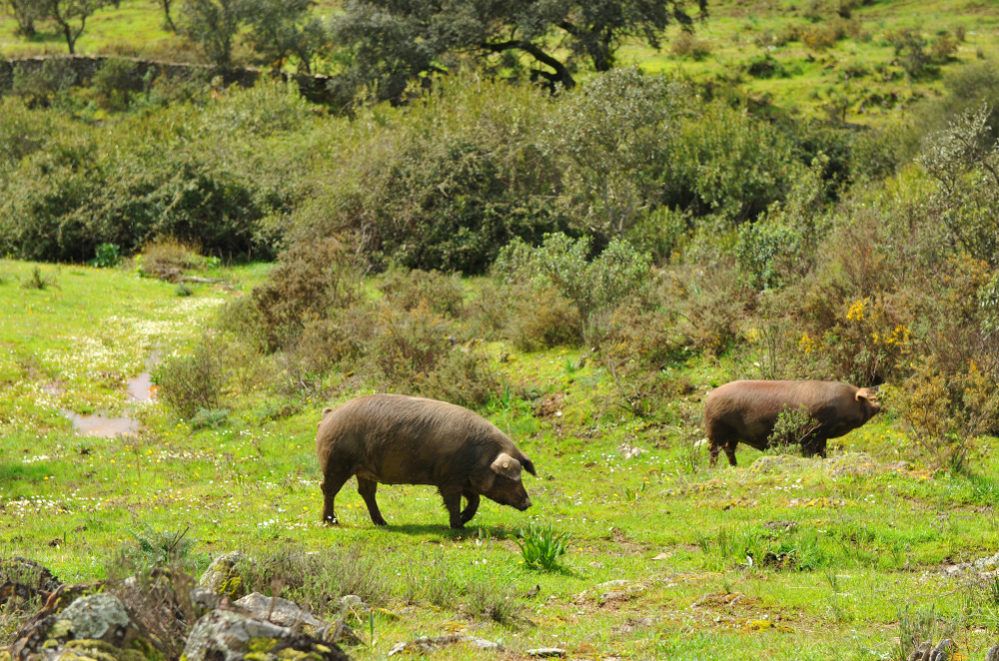 Cuanto suele pesar un jamon