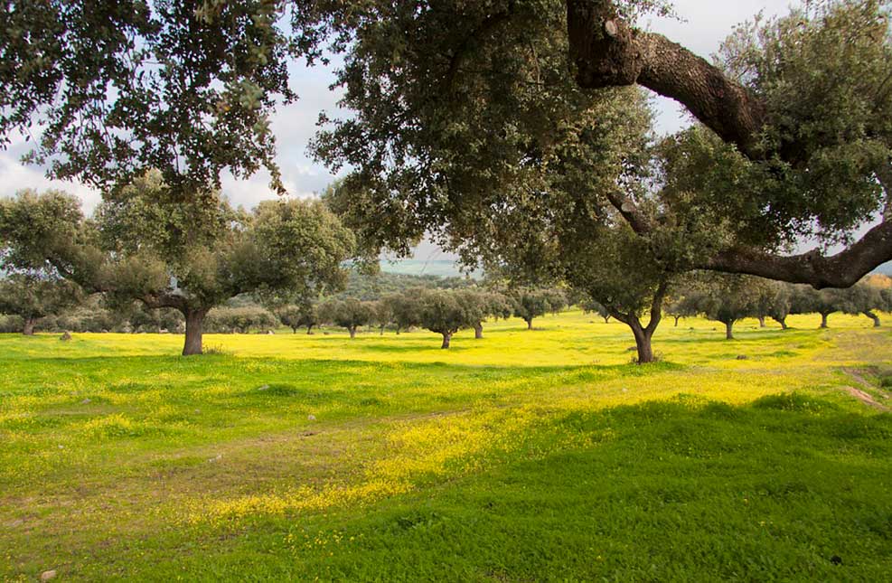 Dehesa Glosario Enrique Tomás