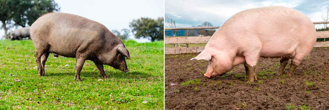 Cerdo Ibérico y Cerdo Blanco