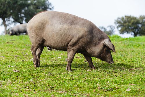 cerdo iberico glosario enrique tomás