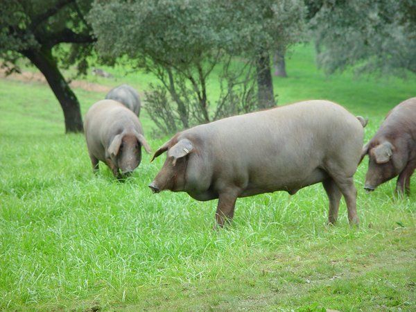 Cuánto jamón habrá en 2018 - Enrique Tomás