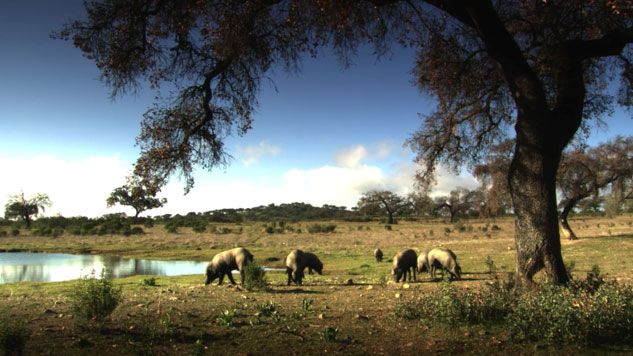 cerdos-comiendo-en-la-dehesa-enrique-tomas