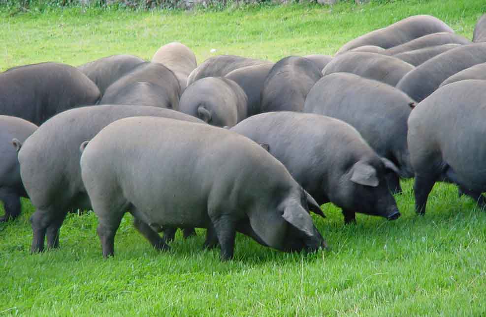 cerdos raza ibérica Enrique Tomás