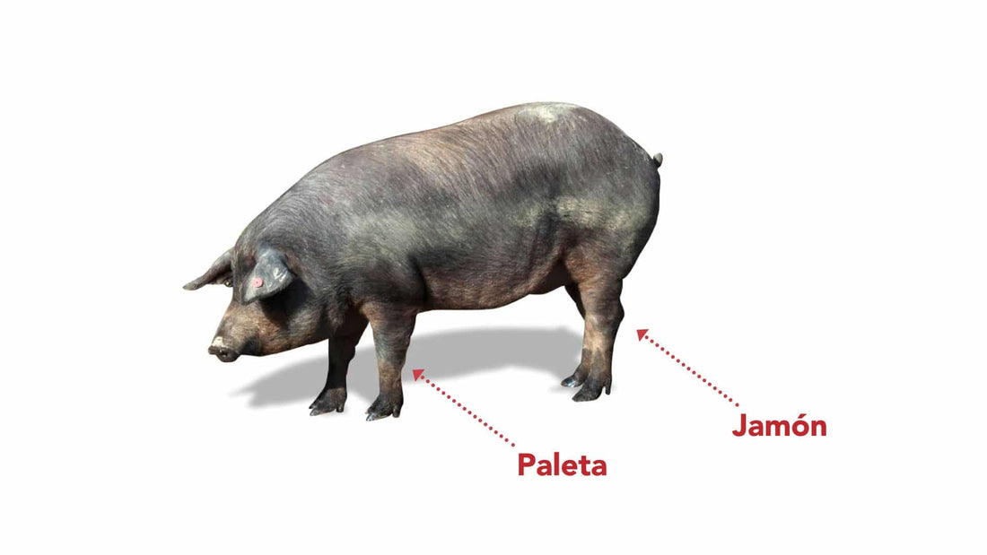 Diferencias entre paleta ibérica y jamón ibérico - Enrique Tomás