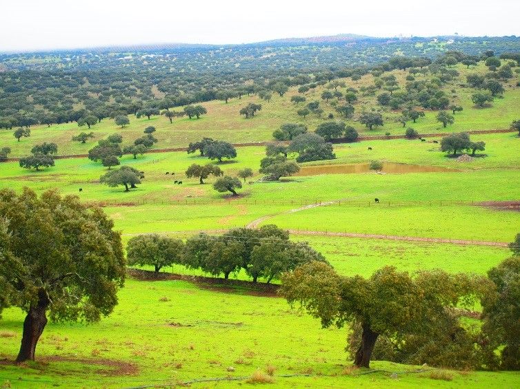 el jamon de extremadura