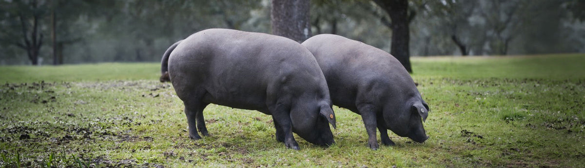 ¿Qué comen los cerdos ibéricos?