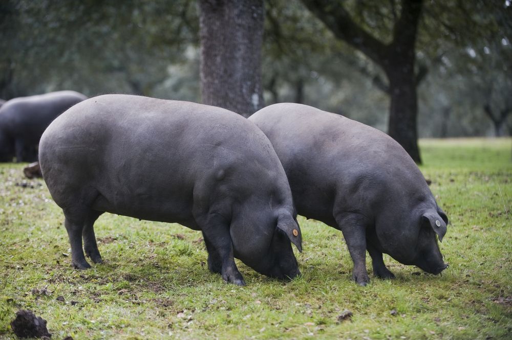 que comen los cerdos ibericos