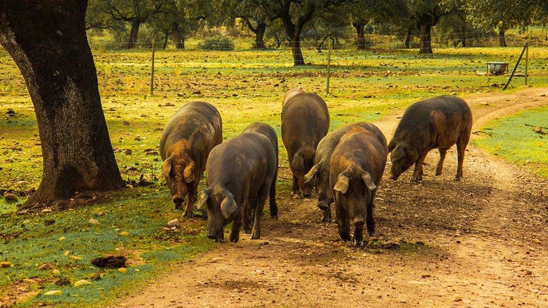 Cerdo Ibérico