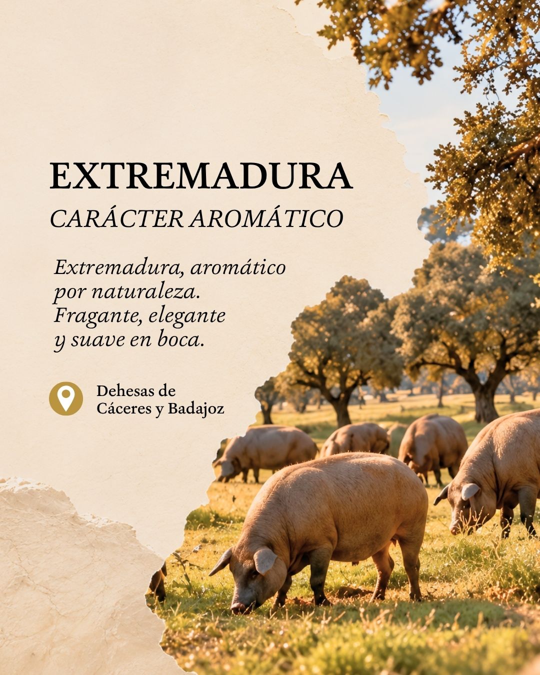 Jamón de Bellota 100% Ibérico Aromático - Sobre 80 gr