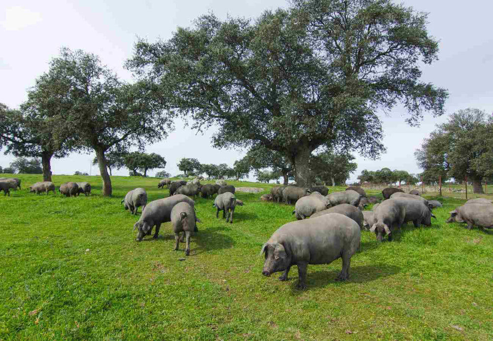 jamón montanera